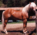 Horsefan